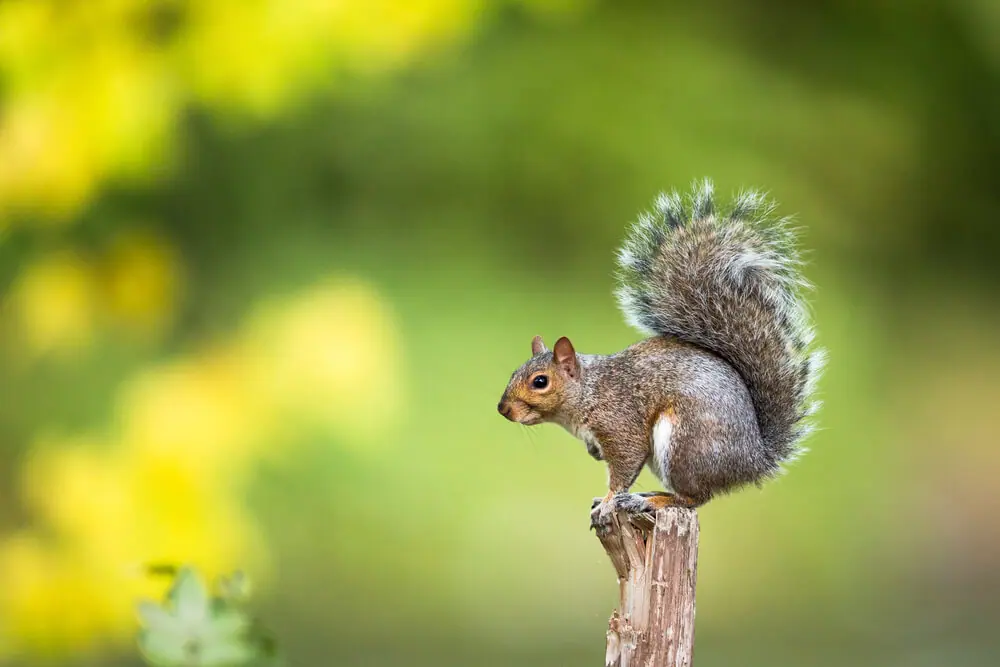 Trader verdient Millionen mit Peanut (PNUT) dank Musk