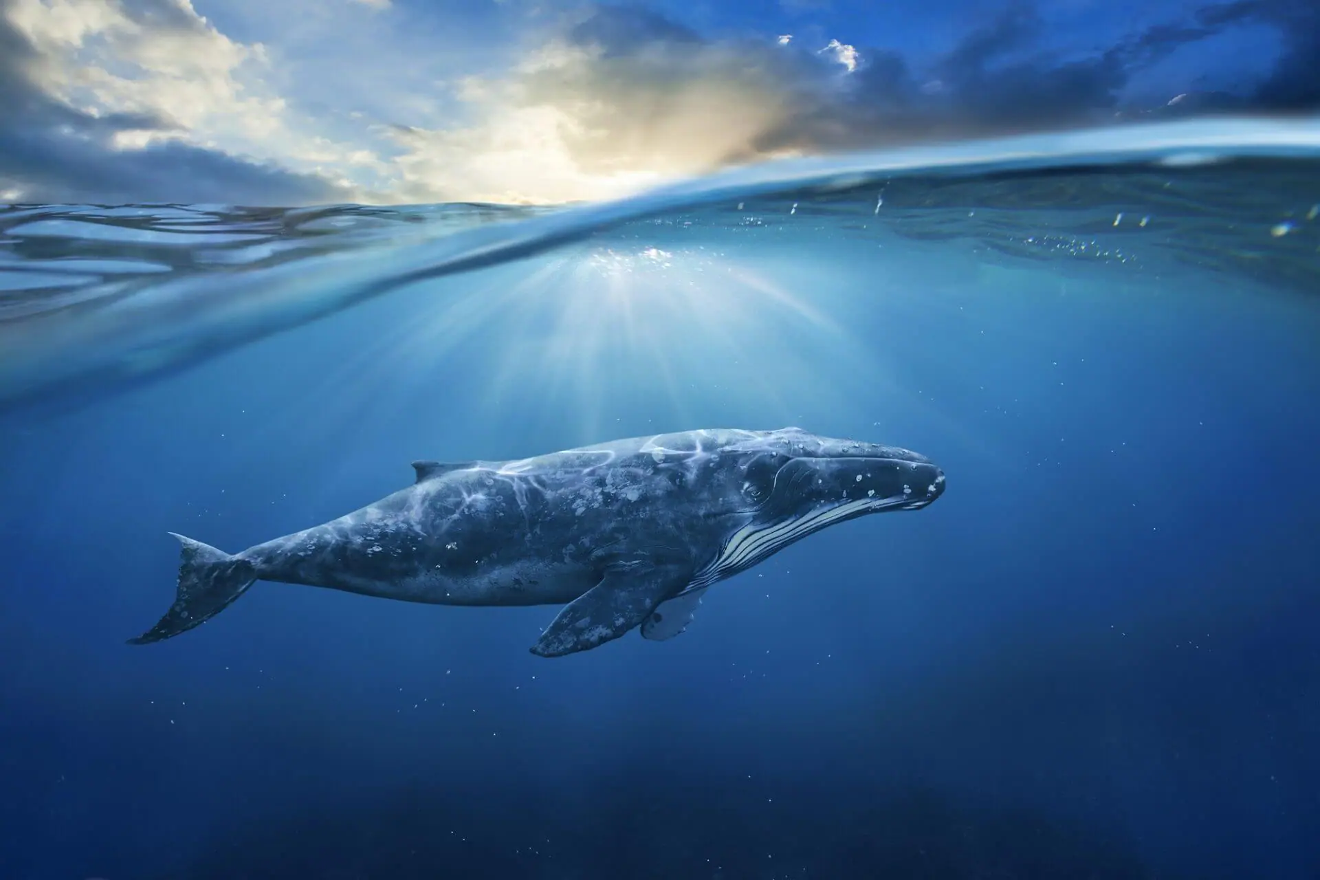 Cardano-Whales nutzen den jüngsten Kursrückgang optimal aus